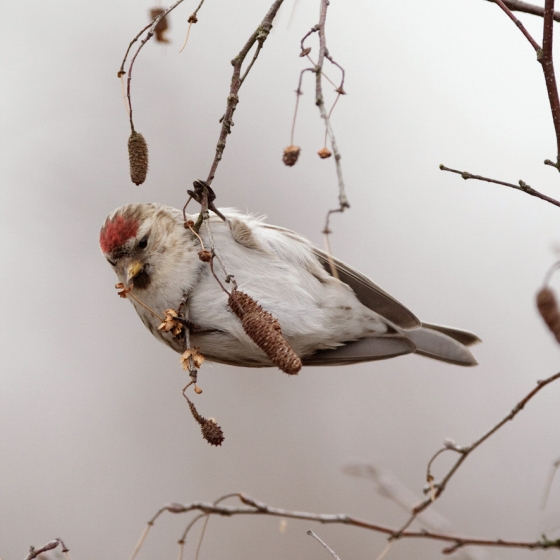 Common Redpoll BTO British Trust for Ornithology